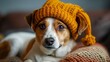 Small Dog Wearing Knitted Hat