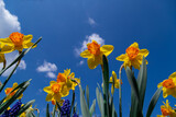 Fototapeta Lawenda - Blooming yellow daffodils in the garden.