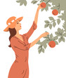 Woman is harvesting apples. A girl near an apple tree. Active people work on the farm in the garden. Autumn fruit season. Vector illustration on white background