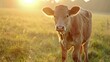 © Dmitry - Young calf in a serene grassy field