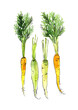 Vegetables food illustrations. Watercolor and ink sketches. Carrots with tops