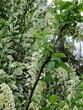 Weiß blühender Baum. Blühende Pflanze. Stempel und Staubblatt. Blumenkopf. Weiße Blütenblätter. Frühlingsszene. Grüne Blätter. Üppiges Laub. Natürliches Muster. Blumen. Natürlichen Umgebung. Ökologie.