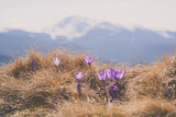 Fototapeta Na ścianę - crocuses bloom high in the mountains in spring
