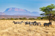 A Herd of endangered Grevy's Zebras take shade from the sun in the vast savanna plains with Mount Ololokwe in the far distance at the Buffalo Springs Reserve in Samburu County, Kenya
