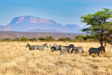 a herd of endangered grevy's zebras take shade from the sun in the vast savanna plains with mount ol