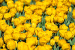 Yellow tulips fill the frame, taken at Burnside Farms in Virginia