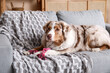 Cute Australian Shepherd dog with rope toy lying on grey sofa in living room