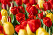 Red and yellow tulips at Burnside Farms, in Northern Virginia in springtime