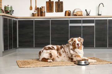 Wall Mural - Cute Australian Shepherd dog lying with bowl of dry food in kitchen
