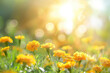 © Manuel - Marigold close up at Summer with bokeh effect