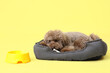 Cute poodle with snack lying in pet bed on yellow background