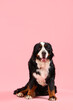 Cute Bernese mountain dog on pink background