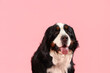 Cute Bernese mountain dog on pink background, closeup