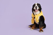 Cute Bernese mountain dog with jumper on lilac background