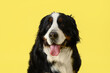 Cute Bernese mountain dog on yellow background,closeup