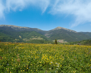 Wall Mural - Summer Gorgany massiv mountains scenery view from Sevenei hill (near Yablunytsia pass, Carpathians, Ukraine.)