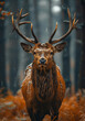 Red deer stag with big horns in the forest during autumn rain