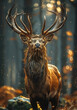 Red deer stag roaring in the golden light of sunset