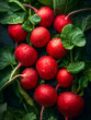 Fresh radishes with water drops on green leaves background