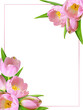 Pink tulip flowers in a spring corner arrangements and a frame isolated on white or transparent background