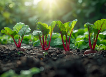 Young Beetroot Plants In The Vegetable Garden