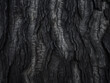 Natural backdrop displays the beauty of aged tree bark texture