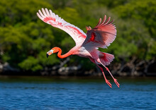 A Pink Flamingo Is Flying Over A Body Of Water. The Bird Is In The Air And Has Its Wings Spread Out. The Scene Is Peaceful And Serene, With The Bird Soaring Above The Water