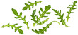 Rucola leaves, falling arugula salad isolated on white background