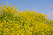 Selective focus of golden yellow flowers with blue clear sky, Rapeseed also known as Oilseed rape, White mustard (Sinapis alba) is an annual plant of the family Brassicaceae, Natural floral background