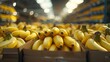 The field is full of yellow bananas in open boxes. The bananas are natural with little to no retouching.