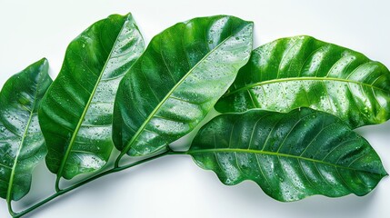 The green juicy leaf of a plantain isolated on a white background