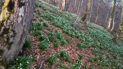 Wall Mural - A great rarity - the white-flowered snowdrop usually grows in the spring near streams and rivers, lakes after snow, but on this mountain it grew right on a high peak