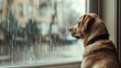 a dog stares outside in front of a window outside in the rain