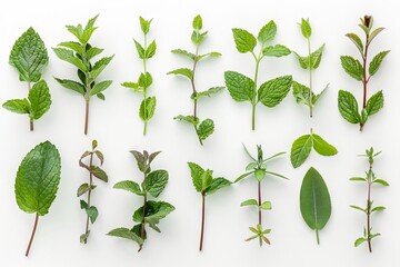 Wall Mural - Assorted fresh mint leaves and branches arranged on white background, ideal for culinary, beverage, herbal tea, or aromatic design, photo