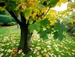 © imageBROKER - Maple (Acer) loses its yellow leaves in autumn, North Rhine-Westphalia, Germany, Europe
