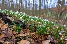 Spring Snowflake (Leucojum Vernum) On The Forest Floor With Old Leaves And Trees, Lower Saxony, Germany, Europe