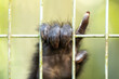 close-up of a chimpanzee's hand reaching out from behind bars