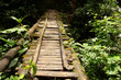 old wooden bridge overgrown with foliage in a dense jungle