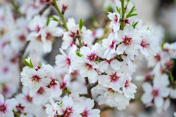 Wall Mural - The blossoming white apricot tree, a beautiful picture of nature