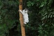 A kitten climbs a tree in the park