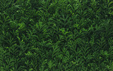 Fototapeta Nowy Jork - Foliage background with fresh green plant leaves. Plant wall for environmentally friendly or Earth day background.