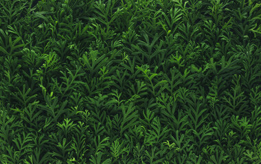 Wall Mural - foliage background with fresh green plant leaves. plant wall for environmentally friendly or earth d