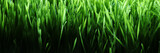Fototapeta Nowy Jork - Fresh spring grass covered with morning dew drops. Vibrant green meadow with shiny water droplets. Showing tranquility of spring, environmentally conscious, or Earth day nature backgrounds.