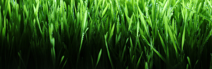 Wall Mural - fresh spring grass covered with morning dew drops. vibrant green meadow with shiny water droplets. s