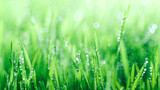 Fototapeta Nowy Jork - Fresh spring grass covered with morning dew drops. Vibrant colors with shallow dof and shiny water droplets. Showing tranquility of spring, environmentally conscious, or Earth day nature backgrounds.