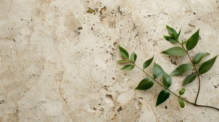 Wall Mural - green leaf branch on beige background generative ai