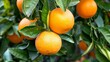 Orange fruits among lush foliage. generative ai