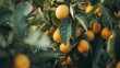Orange fruits among lush foliage. generative ai