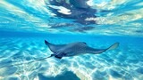 Fototapeta Sport - The stingray swims in the blue ocean generative ai
