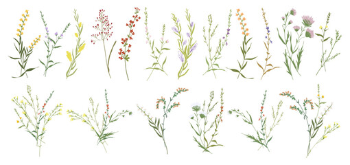 Wall Mural - Set botanic blossom wildflowers. Branches, leaves, herbs, wild plants, flowers. Garden, meadow, field elements. Collection leaf, foliage. Bloom floral vector illustration isolated on white background